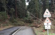 Bäume stürzten auf die Strasse zwischen Ebersecken und Richenthal. (Bild: Leser Fabian Fischer)