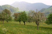 Der Regierungsrat unterstützt mit gezielten Massnahmen langfristig den Feldobstbau in Nidwalden. (Bild: PD)