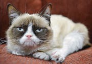 Mürrischer Internetstar: Grumpy Cat. (Bild: AP)