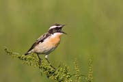 Die Lage des Braunkehlchens ist dramatisch: Der kleine Insektenfresser hat mehr als einen Drittel der Wiesengebiete verlassen, in denen er bei den Feldarbeiten für den letzten Atlas vor zwanzig Jahren noch brütete. (Bild: Vogelwarte / Marcel Burkhardt)