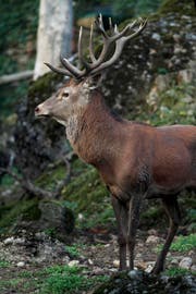 Ein Rothirsch im Tierpark Goldau. (Bild: PD)