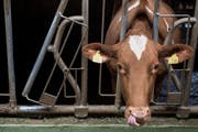 Sämtliche Verdachte auf Tierquälerei konnten nicht bewiesen werden (Symbolbild). (Bild: Keystone / Peter Schneider)