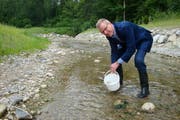 Baudirektor Heinz Tännler eröffnet die neue Hochwassersicherung des renatuierten Littibaches in Baar mit dem Einsetzen von jungen Bachforellen. (Bild: PD)