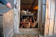 Auch diese Hühner von Landwirt Martin Villiger müssen derzeit drinnen bleiben. Bild: Dominik Wunderli (Horw, 14. November 2016)