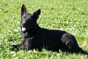 Tyson vom Schiffgarten, einer der beiden Diensthunde, die den Autodieb aufspürten. Tyson ist ein deutscher Schäfer, Rüde und 2 Jahre alt. (Bild: pd)