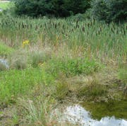 Biotope bereichern die abgeschlossene Deponiefläche (Bild: PD)