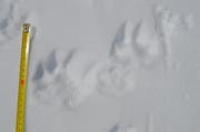 Spuren im Schnee deuten auf den Wolf hin. (Bild: Leserreporter)