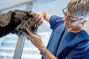Tierärztin Käthi Bühler kontrolliert bei der Riesenschnauzerhündin Nala die Schleimhaut, weil diese bei Hitze anschwellen und zu Atemnot führen kann. (Bild Pius Amrein)