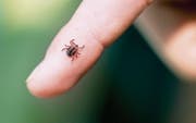 Zecken: Sie sind noch bis im Oktober – unterhalb von 1500 Metern über Meer – aktiv. (Bild: Getty)