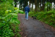 Im Wald ist besondere Vorsicht geboten. (Archivbild Stefan Kaiser/Neue ZZ)