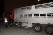 Die Zuger Polizei kontrollierte in der Nacht auf Dienstag zehn Tiertransporter. (Bild: Zuger Polizei)