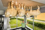 Künstler Wetz betrachtet im Eingangsbereich des Luzerner Kantonsspitals in Sursee sein Werk. Es trägt den Namen «Ein Hörspiel vom Wolf und den sieben Schafen». (Bild: Philipp Schmidli (12. Mai 2017))