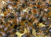 Bienen auf einer Wabe. (Bild Christof Borner-Keller/Neue ZZ)