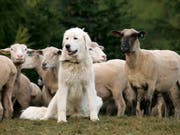Er ist trotz allem ein Hund: Auch für ihn muss der Halter Hundesteuer bezahlen. (Bild: Keystone / Arno Balzarini)