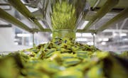 Nestlé wird im Swiss Market Index am stärksten gewichtet. Hier wird gerade Nesquik-Süssware verpackt. (Bild: Andrey Rudakov/Bloomberg (Samara, 16. September 2014))
