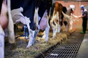Es wird nicht mehr so viel gemolken: Der Milchkonsum ist in der Schweiz weiter rückläufig. (Bild: Martin Rütschi/Keystone)