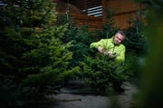 Viel Zeit und Liebe steckt Beda Schlumpf - hier eine Aufnahme von seinem Betrieb in Steinhausen - in die Pflege seiner Weihnachtsbäume. (Bild: Stefan Kaiser / Neue ZZ)