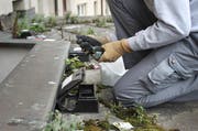 Eine Mäuse- und Rattenfalle wird mit Futter gefüllt. (Bild: Manuela Jans (Luzern, 21. Juli 2011))