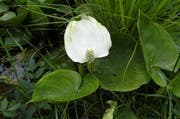 Wächst im Chüsenrainwald: die seltene und gefährdete Drachenwurz (Calla palustris). (Bild: PD)