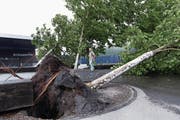 Ein heftiger Sturm in Zug fegte beim Eishockeystadion Bossardarena Bäume um. (Bild: Werner Schelbert (23. Juni 2017))