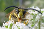 Auch wenn man die Wespen nicht gerade liebt, sind sie doch mit ihren langen Fühler und den schwarzen Kulleraugen ganz nett anzuschauen, meint unsere Leserbild-Einsenderin. (Bild: Marianne Schmid)