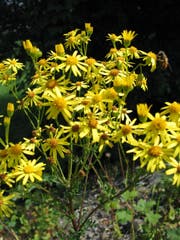 Das Jakobs-Kreuzkraut in voller Blüte. (Bild: PD/Agroscope ART)