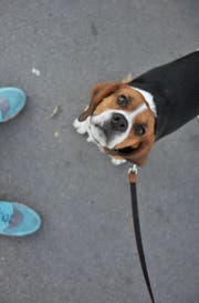 Die stressresistentesten Hunde gehören optimistischen Haltern. (Bild: Dusan Djordjevic/Getty)