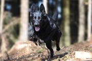 Er hat die Einbrecher aufgespürt: Diensthund Wallace. (Bild: Zuger Polizei)
