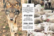 Der Wolf bereitet sich wieder in der Schweiz aus, nachdem er Ende des 19. Jahrhunderts ausgerottet war. Dies zum Leidwesen der Schafhalter. (Bilder Neue LZ/Keystone, Steffen Schmidt)