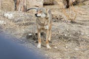 Ein Wolf (hier im Zoo) wurde in Seelisberg gesichtet. (Bild: Keystone)