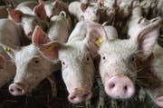 Der Beschuldigte erhielt über 800 Schweine zur Mast, lieferte davon aber nur 250 wieder ab. (Symbolbild: Pius Amrein)