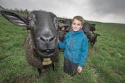 Putzig: Die Schafe von Jonas und Fabian Amrein (Bild: Pius Amrein (Sempach, 27. März 2018))