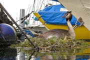 Ein Hubentaucherweibchen auf ihrem Nest. (Bild: Heinz Schürmann)