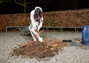 Die Performance «Herkunft» (mit Erde, Laub und Regenwasser) von Claudia Bucher an der Vernissage im Sankturbanhof Sursee. (Bild: Rob Nienburg)