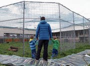 Im nasskalten Wetter zeigen sich die Tiger nicht und bleiben unter ihren Wärmelampen liegen. (Bild: Werner Schelbert (Baar, 14. September 2017))