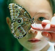 Verletzlich wie ein Schmetterling: Bei der Hautkrankheit Epidermolysis bullosa ist die oberste Schicht wegen eines Gendefekts geschädigt und deshalb überempfindlich. (Bild: Getty)