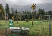 Dieses Grundstück der Bauernfamilie Grüter wird doch nicht zu einem Standplatz für Fahrende. (Bild: Nadia Schärli (Neuenkirch, 8. November 2016))