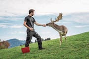 Züchter Christoph Fuchs mit Damhirsch-Stier Pasci. (Bild: Roger Grütter (Schwarzenberg, 30. September 2017))