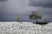 Schnee und Frost haben vor allem für die Äpfel-, Birnen- und Kirschbäume Folgen. (Bild: Stefan Kaiser/ZZ)