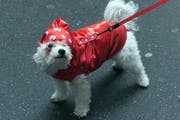 Die Stadtluzerner Hunde wie auch ihre Halter wurde in den letzten Jahren offensichtlich zivilisierter. Themenbild. (Bild: Esther Michel / Neue LZ)