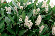 Beliebt als Sichtschutzhecke: Kirschlorbeer ist eine der exotischen Pflanzenarten, die der Kanton Zug gezielt bekämpfen will. (Bild: pd)