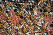 Wenn eine Bienenkolonie von der Varroamilbe befallen ist, geht sie geschwächt in den Winter, und es besteht die Gefahr, dass das ganze Volk eingeht. Bild: Martin Rütschi/Keystone