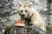 Bärin Fränzi mit der Geburtstagstorte im Tierpark. (Bild: Alexandra Wey / Keystone (Goldau, 17. Januar 2018))