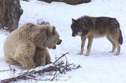 Bär und Wolf beschnuppern sich. (siehe auch Fotos unten; Bilder pd)