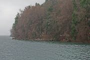 Der Wald am Bürgenberg reicht bis ans Wasser. (Bild: Robert Bachmann (Kehrsiten, 10. Dezember 2017))