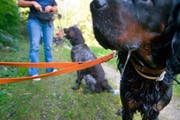 Im Kanton Schwyz gilt generell eine Leinenpflicht für Hunde (Symbolbild). (Bild: Keystone / Martin Ruetschi)