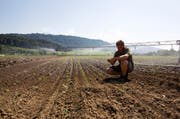 Blumenkohl und Broccoli müssen bewässert werden. Gemüsegärtner Linus Ammann (19) kontrolliert auf einem Feld seines Vaters Josef, ob die Bewässerungsanlage funktioniert. (Bild: Manuela Jans / Neue LZ)