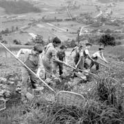 Kinder der Armenerziehungsanstalt Dorneren im bernischen Gürbetal bei der strengen Arbeit auf dem Feld. Undatierte Aufnahme aus den 50er-Jahren. (Bild: Keystone/Walter Studer)