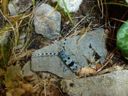 Der Kanton Uri fördert im Isenthaler Wald den Alpenbockkäfer. (Bild: pd)