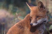 Ein Fuchs. (Bild Bernhard Siegel/DJV)